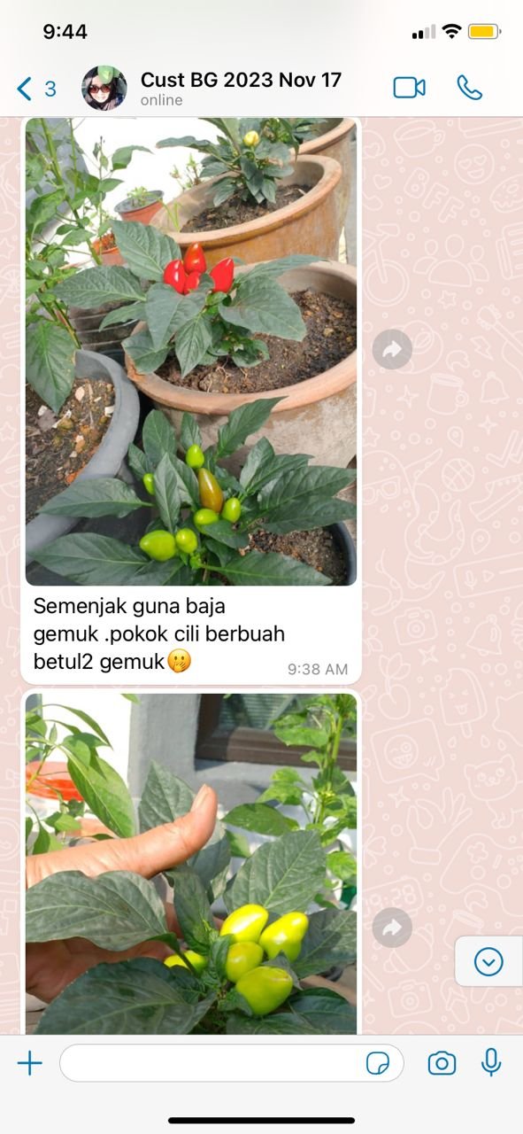 "Pokok cili berbuah betul2 gemuk"