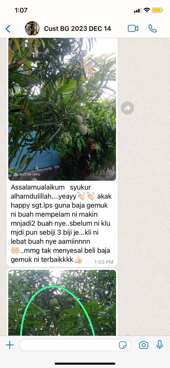 "Buah mempelam semakin menjadi, happy!"