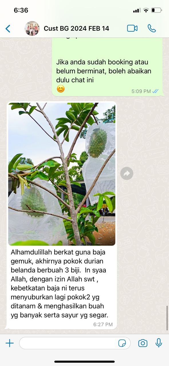 "Durian belanda berbuah 3 biji"