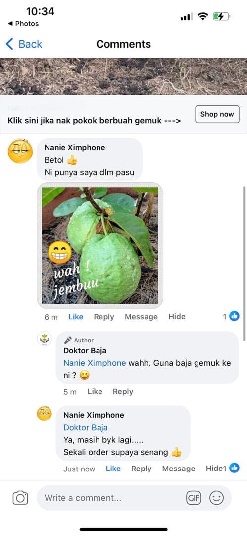 "Tanam jambu dalam pasu"